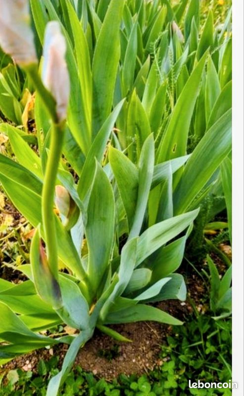 Fleur IRIS (image 3)