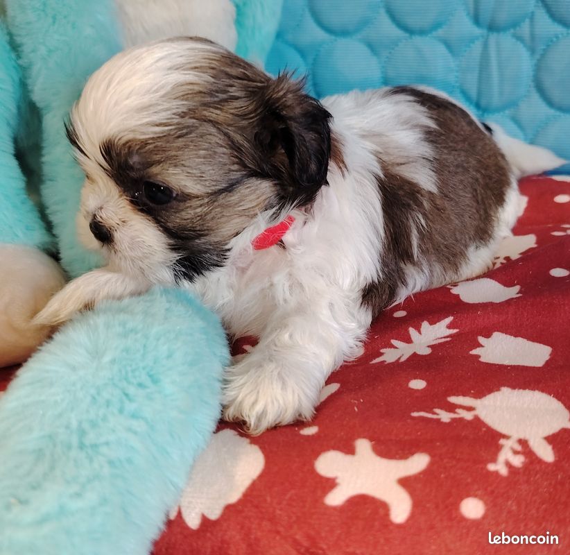 Superbes chiots shih tzu (image 1)