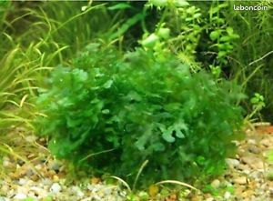 Plante aquarium varech d eau douce (image 1)