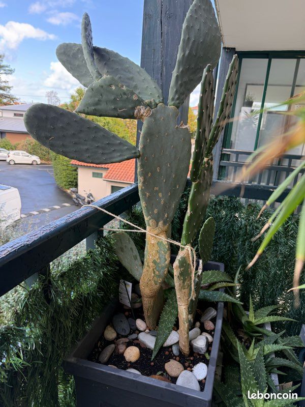 Plante pour terrasse les 4 jardinière (image 2)