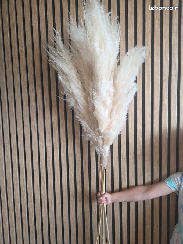 Pampas (image 3)