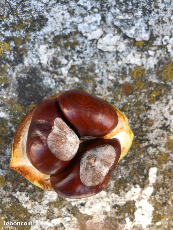 Marron (image 3)