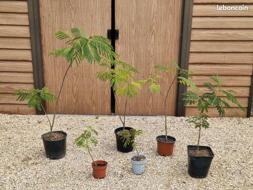 Albizia = arbre de soie (image 1)