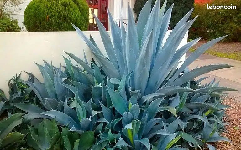 Agave americana pour luc (image 1)