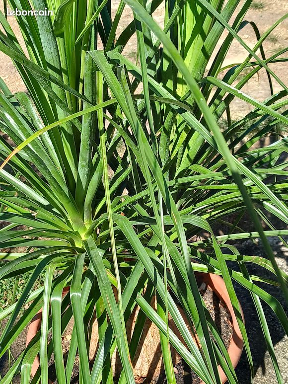 Beaucarnea recurvata (image 3)