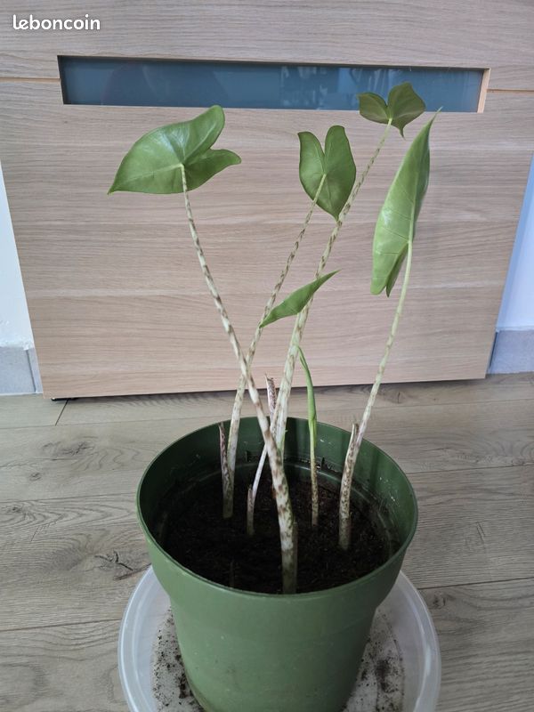 Bulbilles Alocasia zebrina (image 1)