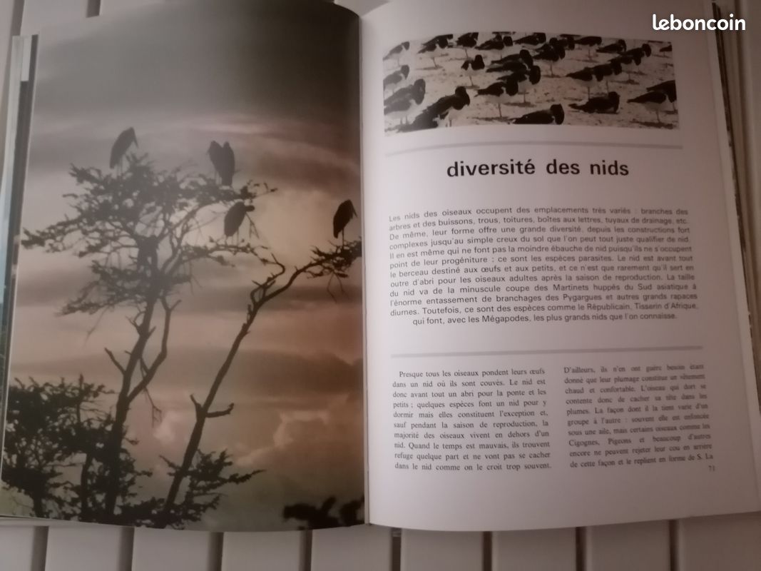 Le monde merveilleux des oiseaux (image 5)