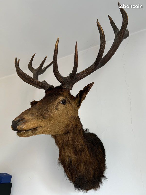 Trophée de chasse (image 2)