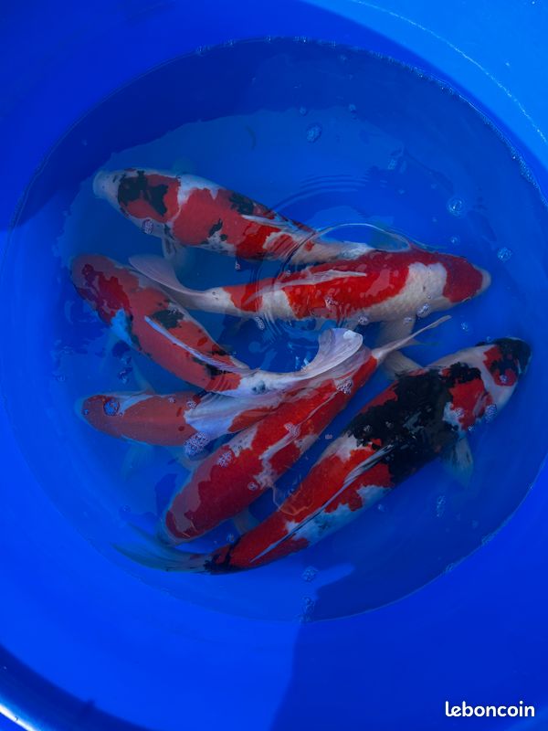 Nombreuses carpes koi du Japon (image 1)