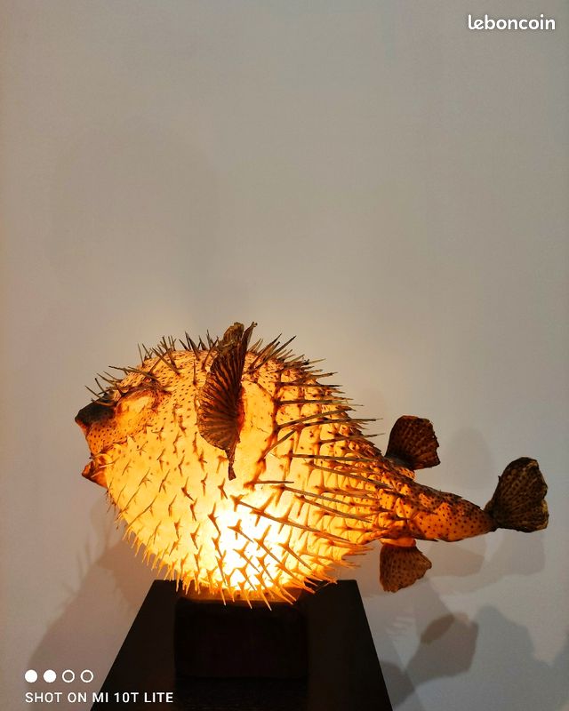 Rare grand poisson lune Diodon monté en lampe (image 1)