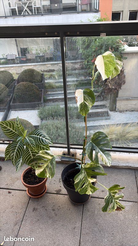 Plante 🌿 Monstera albo variegata (image 2)