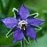 BOURRACHE BIO fleurs comestible (image 2)