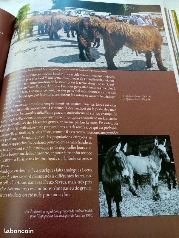 Le Baudet du Poitou, le trait poitevin mulassier et la mule poitevine (image 10)