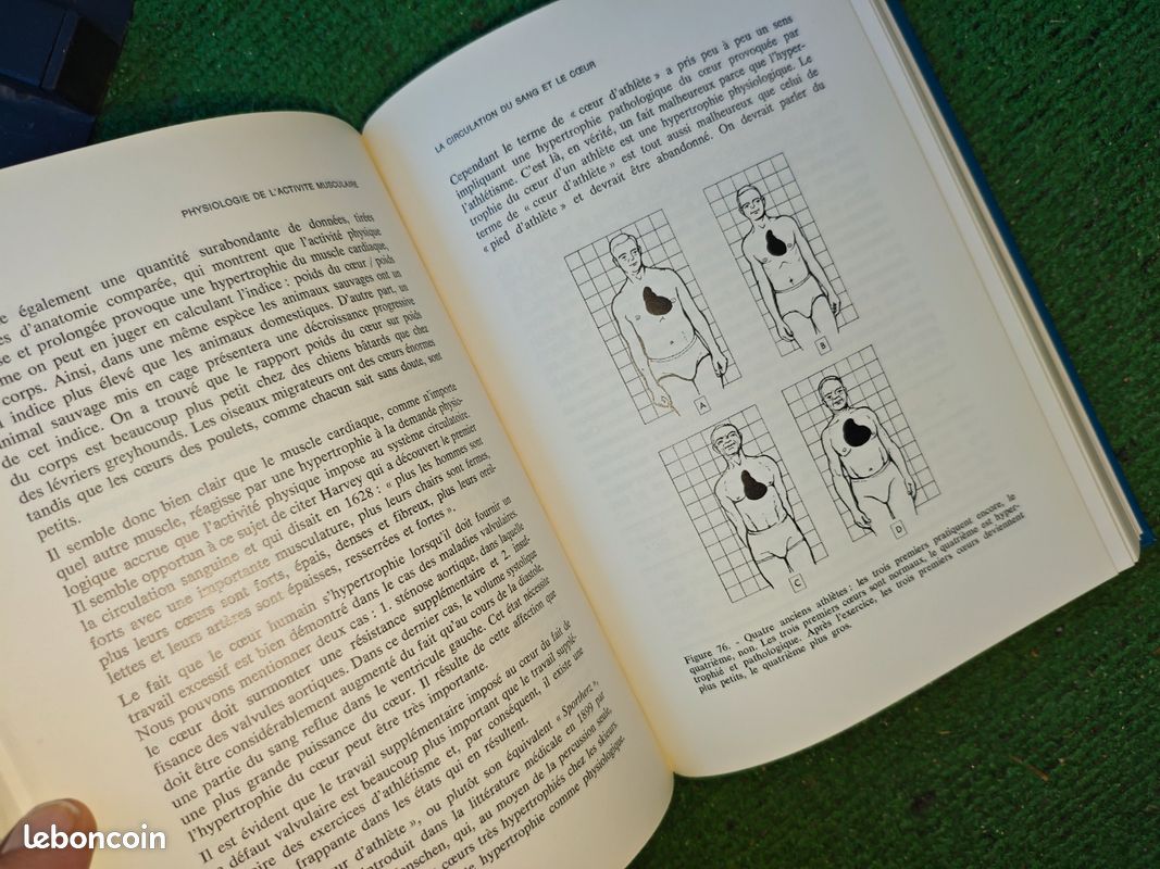 Physiologie de l'activité musculaire (image 5)