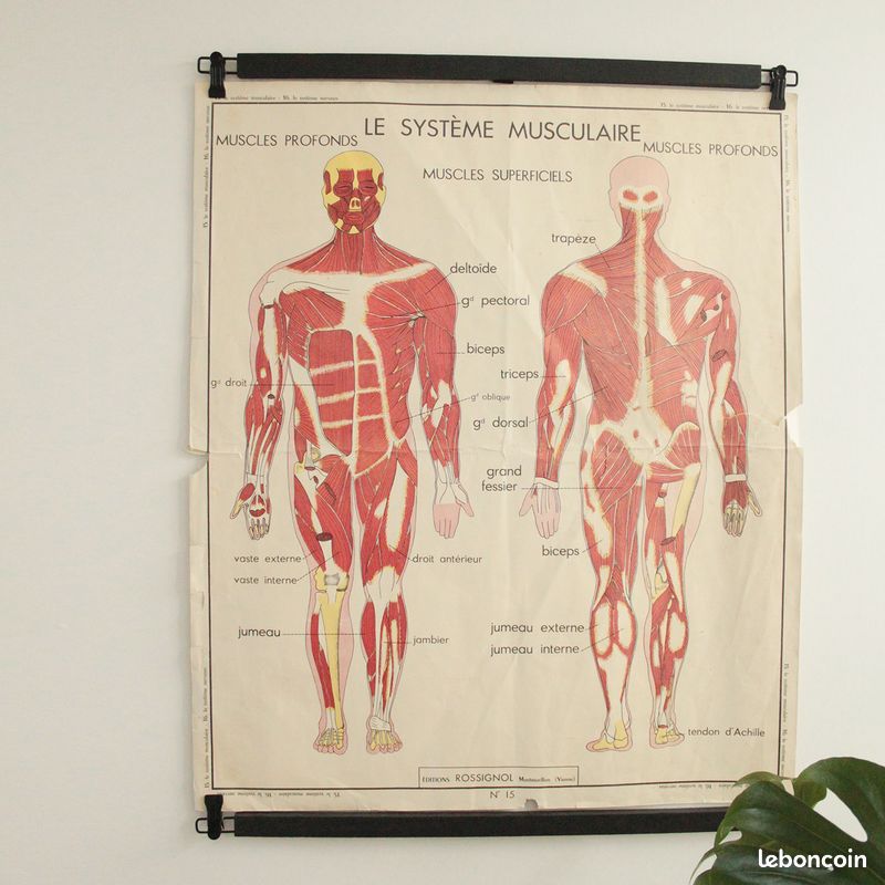 Affiche Vintage Scolaire Éditions Rossignol / le système musculaire / le système nerveux (image 1)