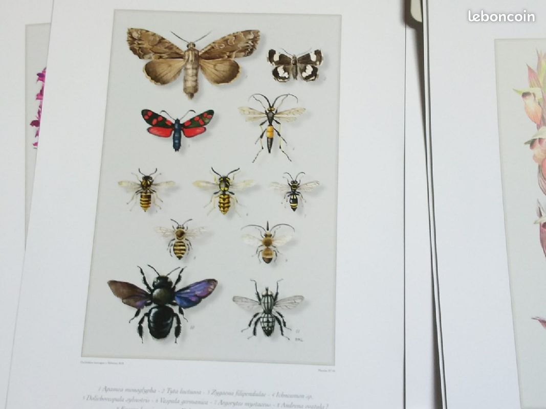 Coffret de dessins d'orchidées (image 4)