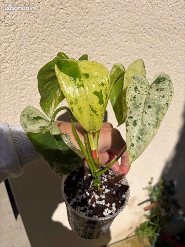 persimmon plant for sale Exotic Rare Date Plum Persimmon Fruit Tree Seeds, 30+ Non GMO Premium Quality Seeds with 80% Germination