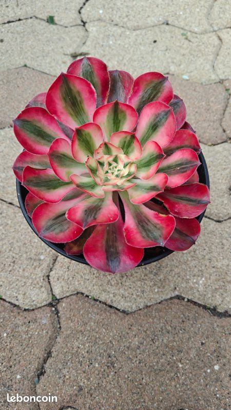 Aeonium New Alice 2 (image 1)