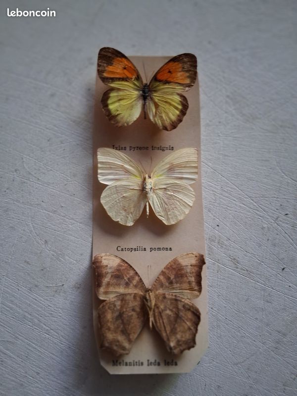 Collection papillons (image 2)