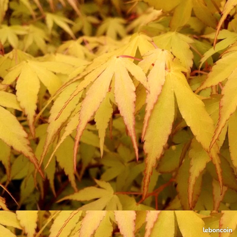 Acer palmatum 'Katsura' - hauteur 1m70 / largeur 1m80 (image 6)