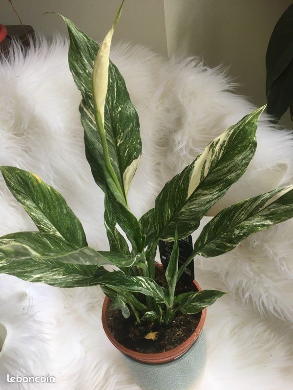 Pilea Mojito, spathiphyllum Variegata, syngonium trileaf (image 2)