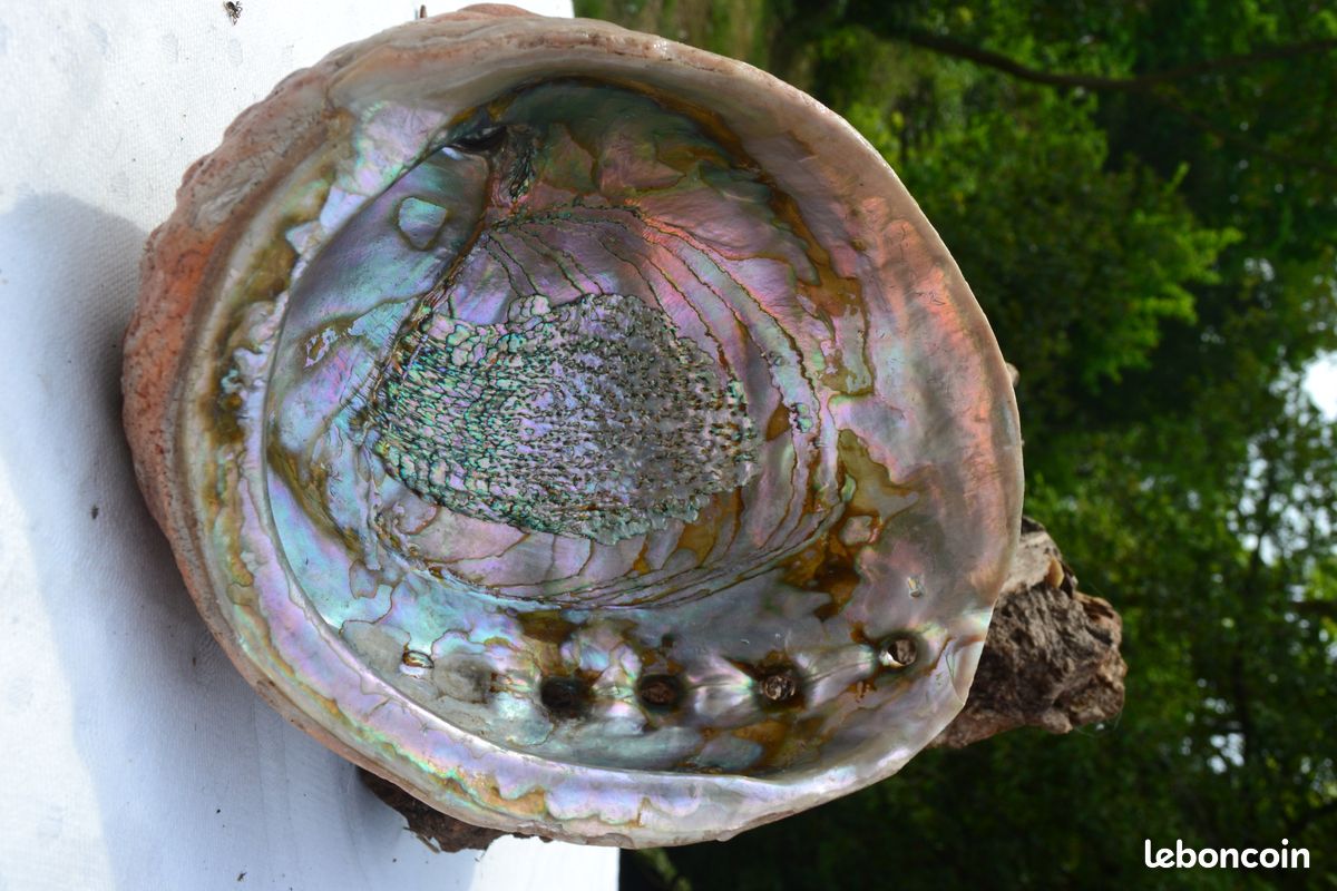 Grande coquille d'ormeau abalone nacrée (image 3)