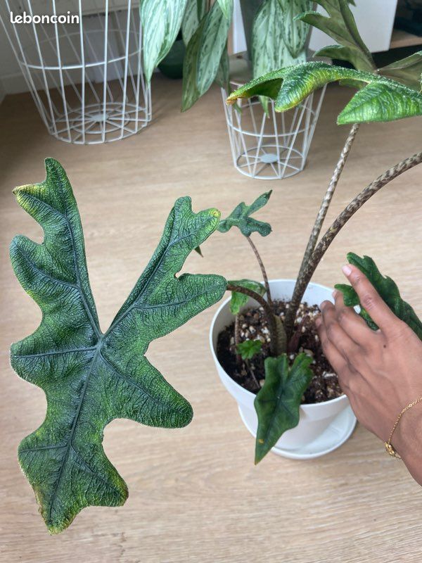 Alocaisa Jacklyn dans son pot et sa soucoupe plante rare (image 2)