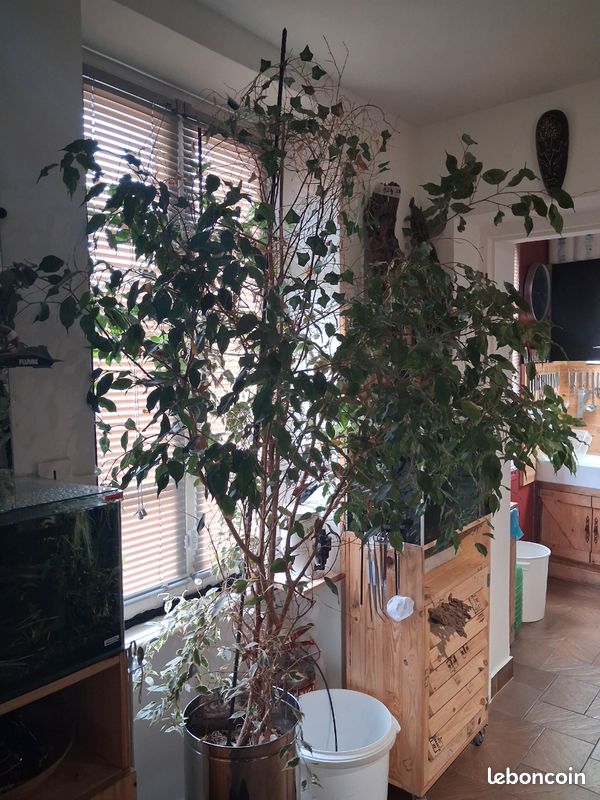 Ficus (image 3)
