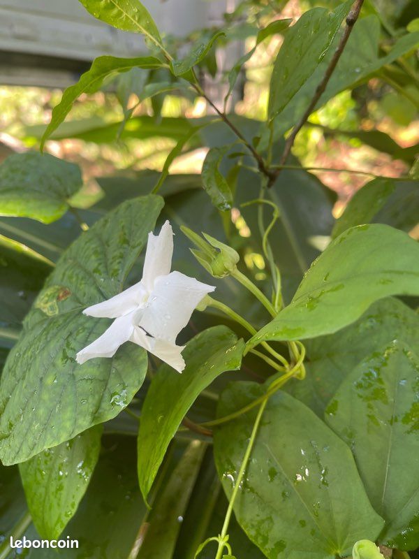 Plantes grimpantes à fleurs (image 11)