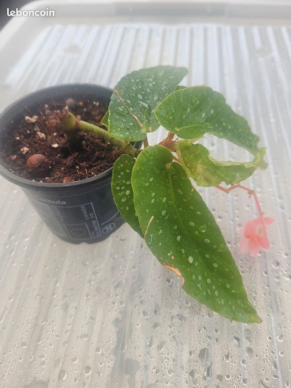 Begonia bien raciné (image 2)
