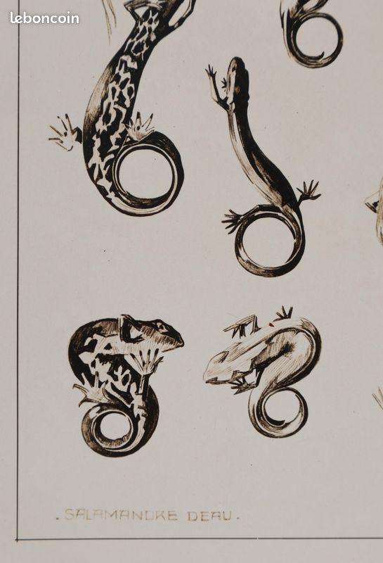 Mathurin MEHEUT : La Salamandre, Lithographie signée #CERTIFICAT (image 5)
