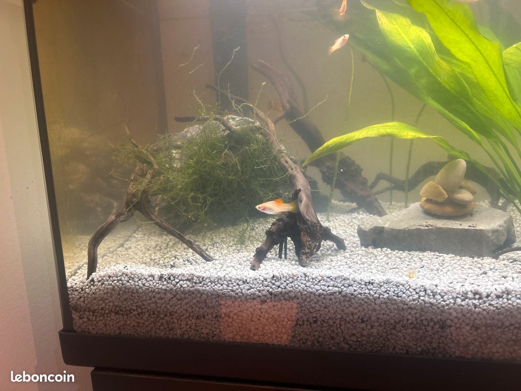 Aquarium avec aquarium et population (image 2)