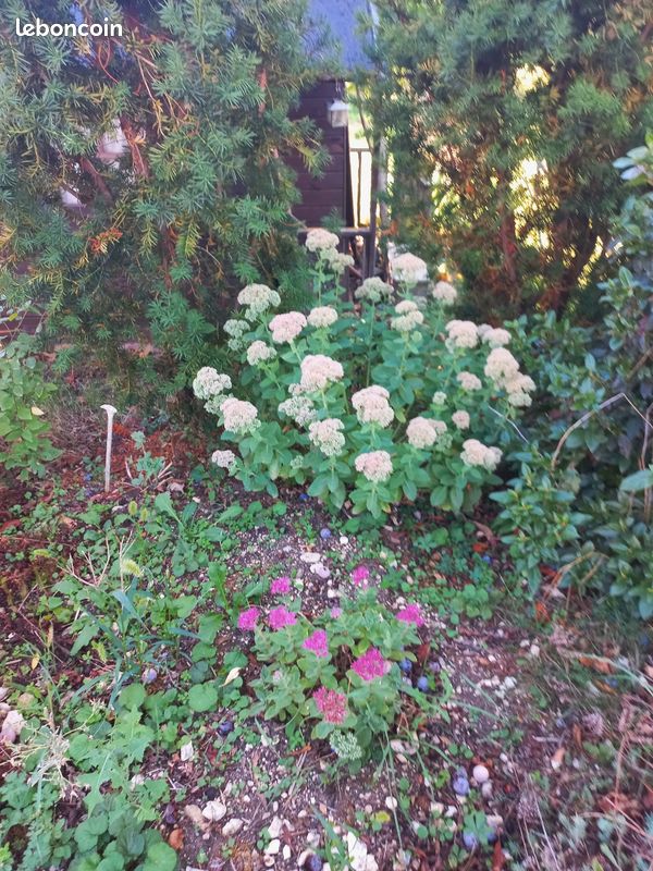 Vends plantes vivaces et petits fruits (image 1)