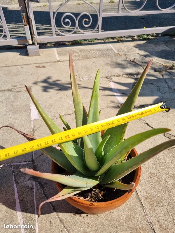 Grand Aloe Vera de 25 cm de hauteur- Plante saine et robuste (image 7)