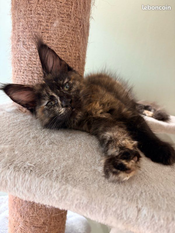 Maine coon (image 3)