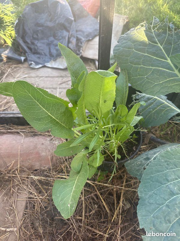 Plant de raifort (image 2)