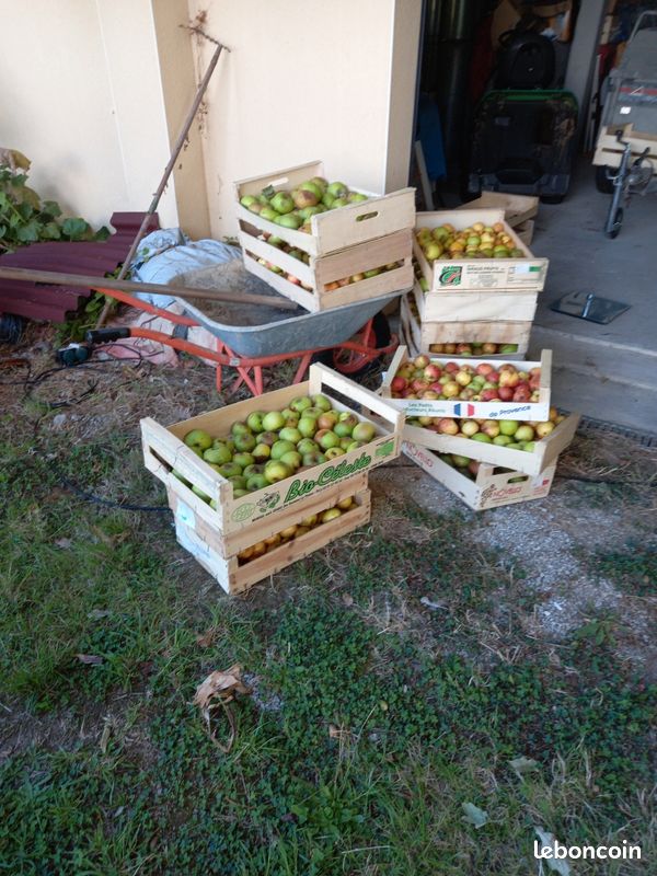 Pommes de Bretagne (image 1)