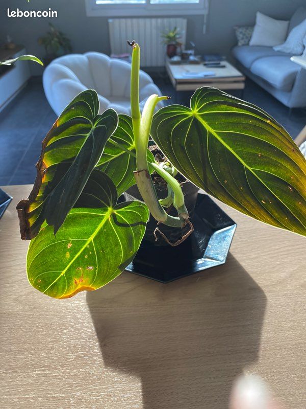 Plante tropicale d’intérieur Philodendron melanochrysum (image 1)