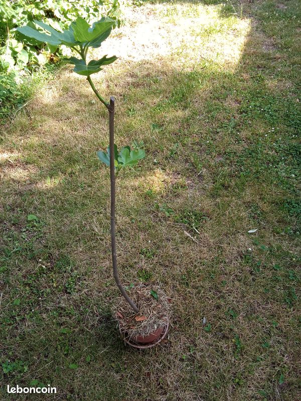 Beau figuier en pot culture de 2 ans taillé pour 1/2 tige bifère origine Nieul sur l'Autize en Vendée figue forme allongées très productif Pas d'envoi (image 8)