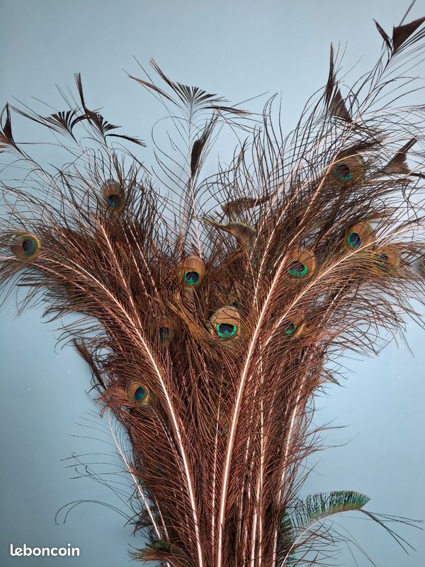Plume de paon (image 1)