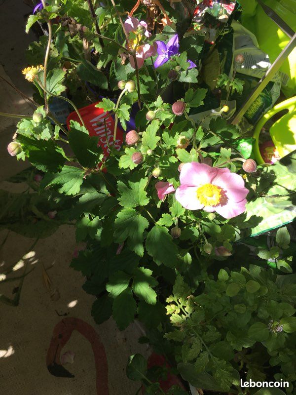 Anémone, campagnule géante et cyclamen suprême blanc double (image 2)