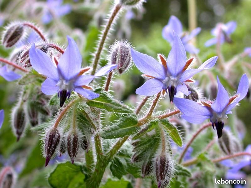 BOURRACHE BIO fleurs comestible (image 1)