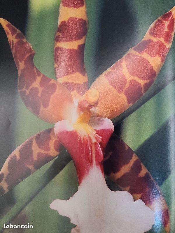 Beau livre : Fleurs sauvages. A. Cleave (image 5)