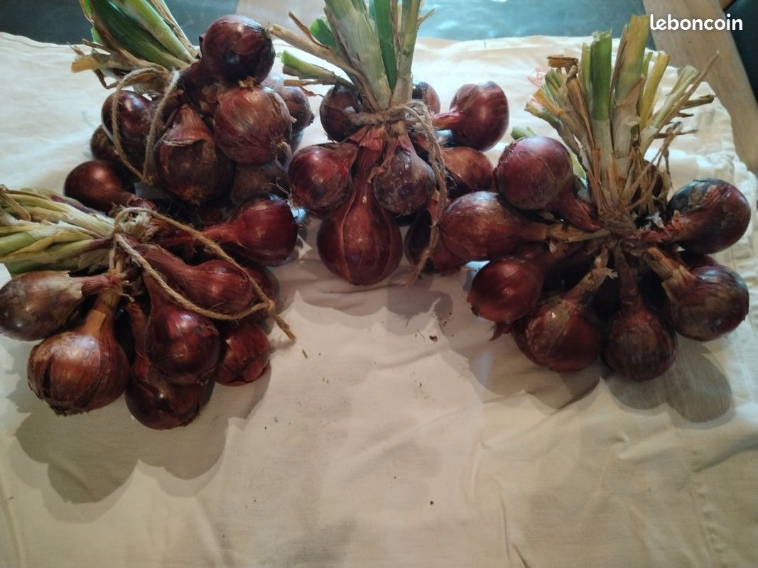 Oignons et échalotes bio. Pomme de terre nouvelle Amandine (image 5)