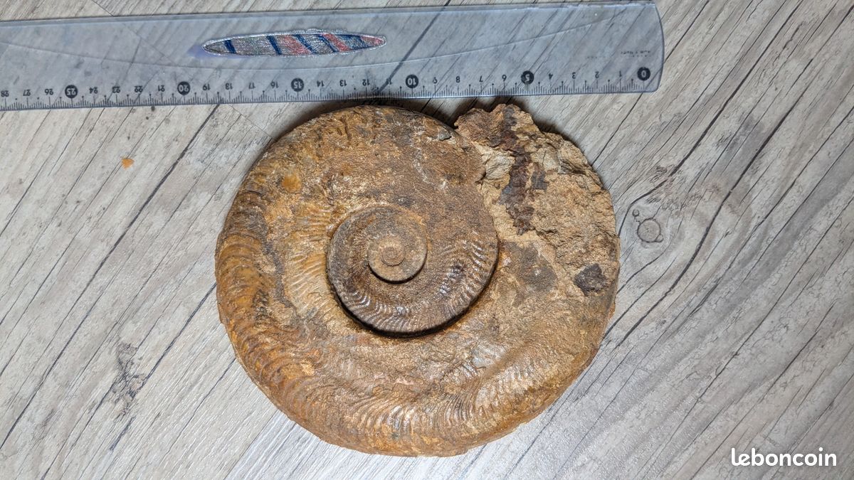 Ammonite (image 2)
