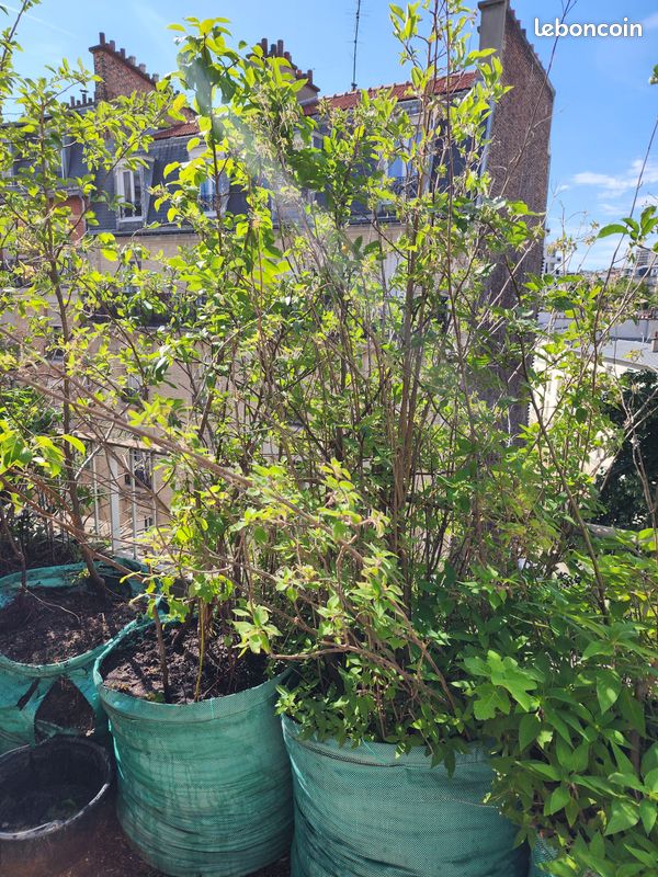 Arbres fruitiers et plantes aromatiques, de 15 à 40 en fonction de la taille (image 4)