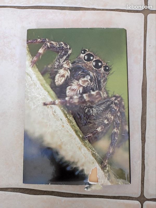 Livre sur les araignées de France (image 2)