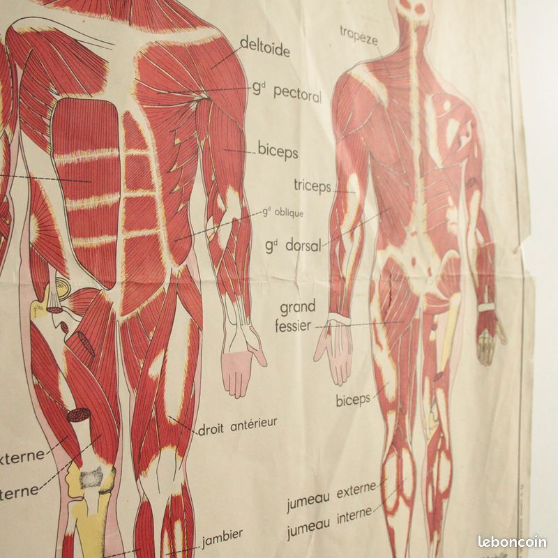 Affiche Vintage Scolaire Éditions Rossignol / le système musculaire / le système nerveux (image 5)