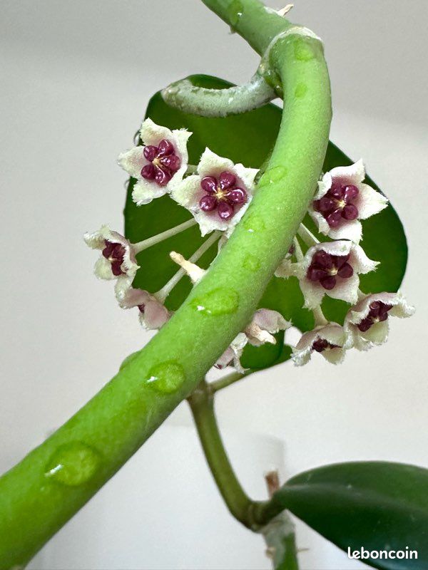 Plante cœur Hoya Kerri / Hoya kerrii (image 4)
