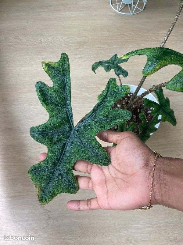 Alocaisa Jacklyn dans son pot et sa soucoupe plante rare (image 7)